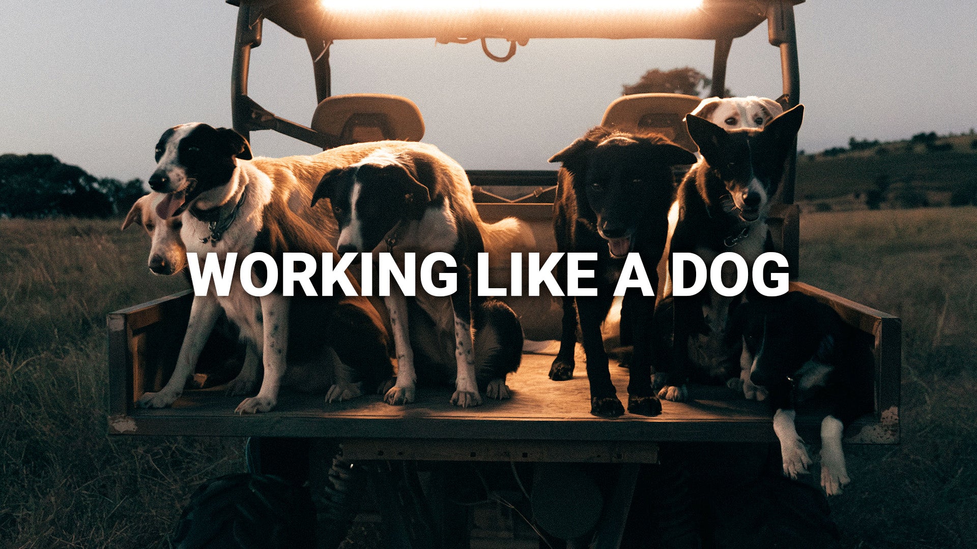 Working like a Dog - By Gareth Schrubb – COUNTRY LABELLED