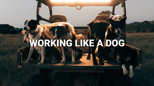 Working like a Dog - By Gareth Schrubb